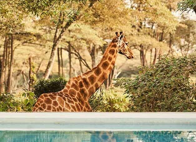 The Retreat Rothschild's Giraffe at seen from the infinity pool | Giraffe Manor | Planet Africa Safaris tailormade safari itineraries in Kenya and beyond