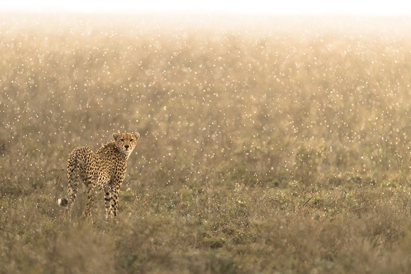 Image showing cheetah in rainy season in Tanzania's Serengeti on Great Migration safari | Planet Africa Safaris | Blog | Namiri Plains Camp