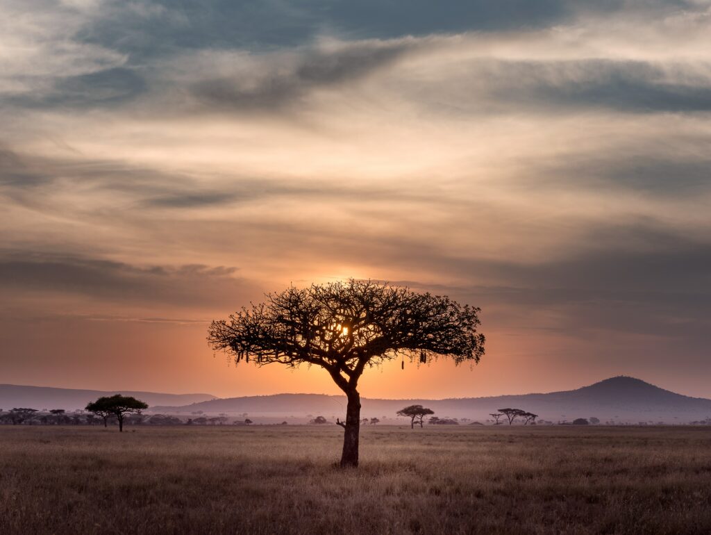 Image showing African sunset on safari in Tanzania's Serengeti | Planet Africa Safaris | Blog | Hu Chen
