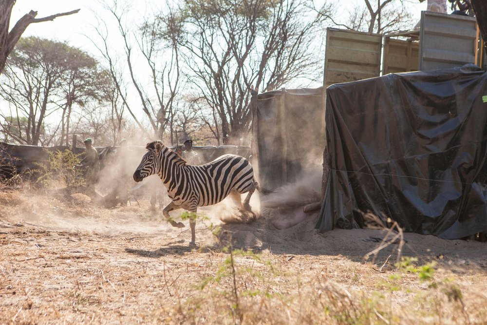 Image showing zebra being rewilded in Simalaha Wildlife Conservancy as arranged by Planet Africa Safaris | tailor-made safari itineraries in Africa | Blog